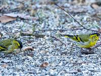 Erlenzeisig Männchen
